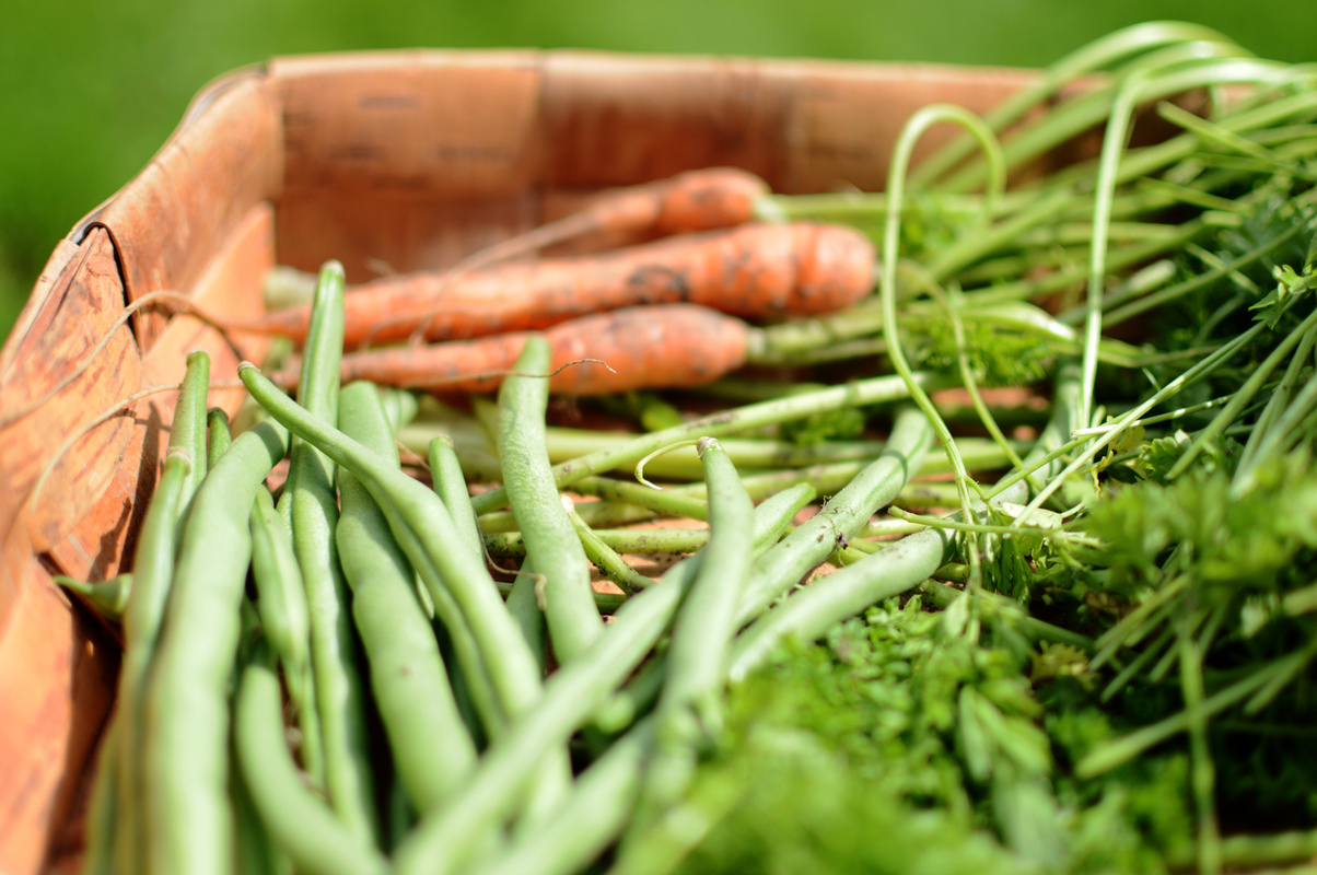 Allotment harvest